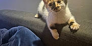 Athena participe au concours pour gagner de l'argent avec cette photo : kitten, calico, cat, pet, indoor, couch, furniture, blanket, cozy, curious, whiskers, feline, cute, young, animal, domestic, soft, relaxed, paws, ears