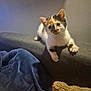 kitten, calico, cat, pet, indoor, couch, furniture, blanket, cozy, curious, whiskers, feline, cute, young, animal, domestic, soft, relaxed, paws, ears