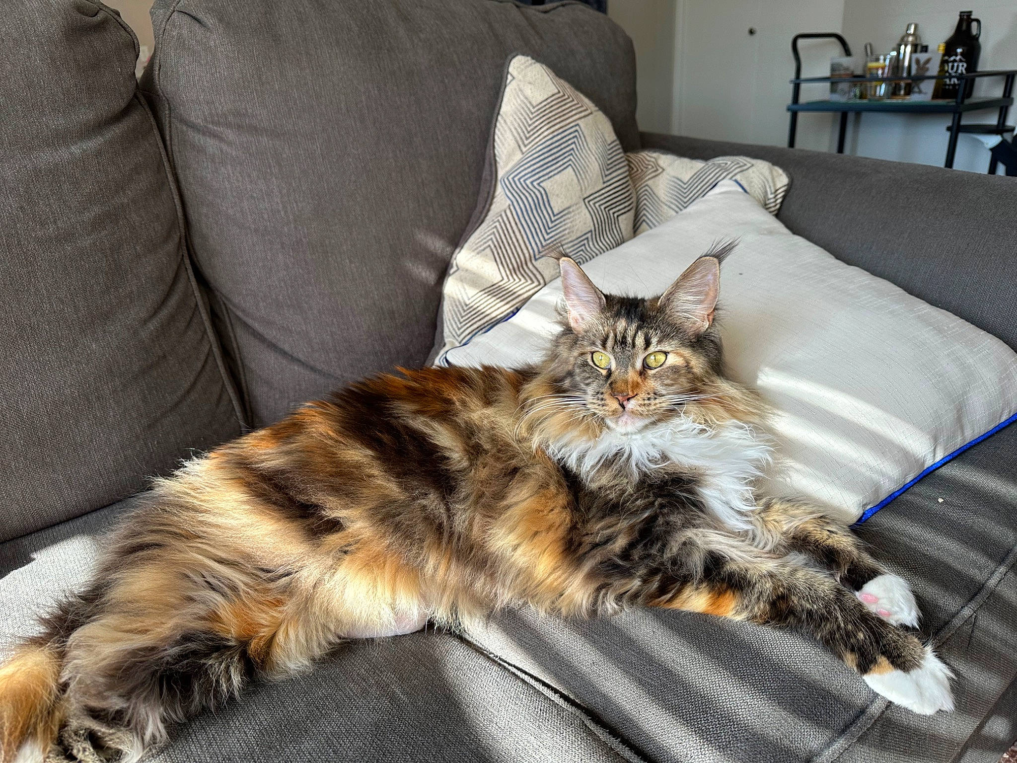 Chai joined the competition — help win amazing prizes! carnivore, cat, comfort, couch, domestic_short_haired_cat, felidae, flooring, fur, furniture, grey, hardwood, living_room, paw, pillow, plant, room, small_to_medium_sized_cats, tail, whiskers, wood