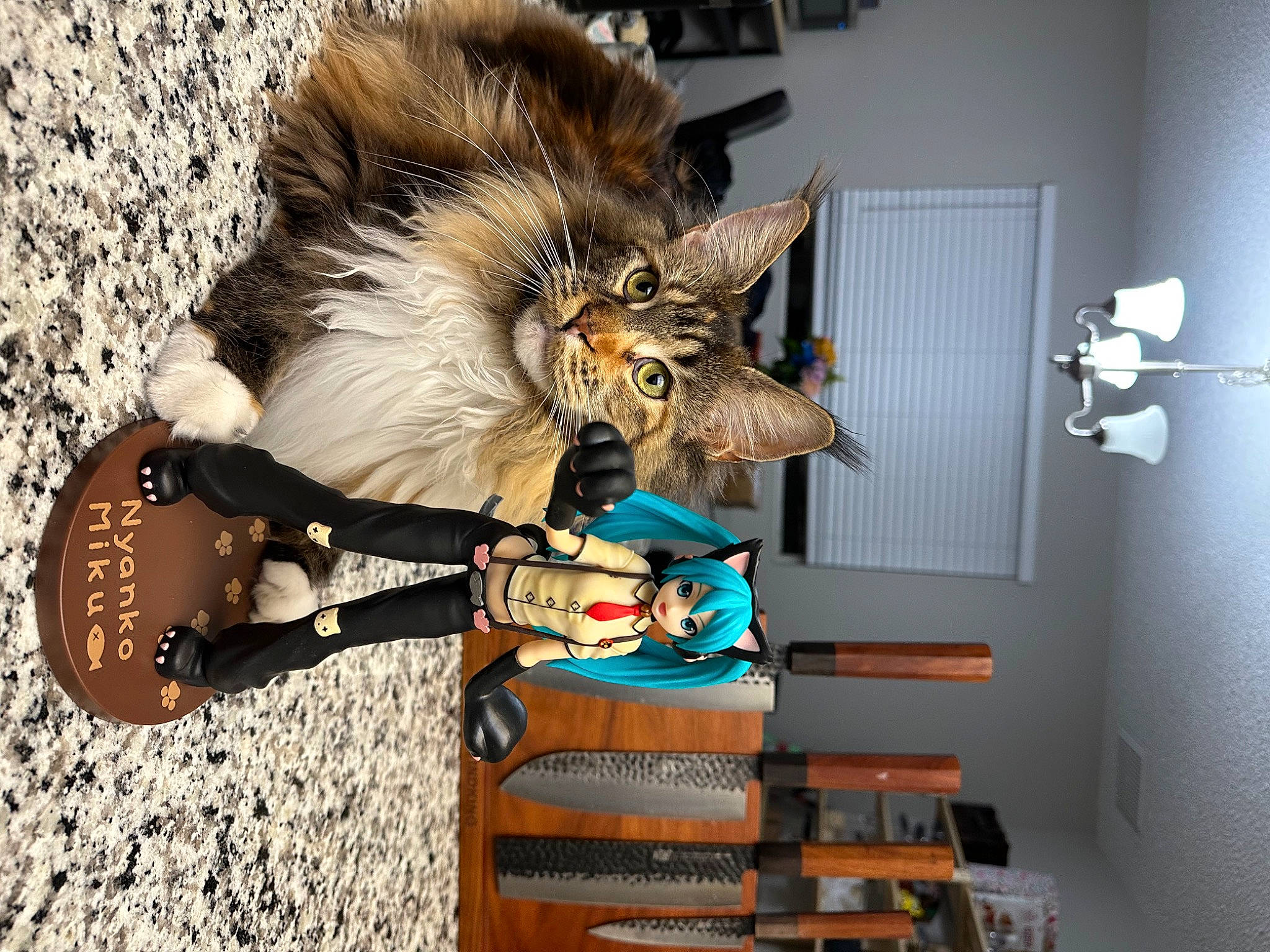 Chai is registered to the contest to win money with this photo: companion_dog, costume, eyewear, fashion_accessory, feather, felidae, fur, hat, room, shelf, shelving, small_to_medium_sized_cats, sunglasses, whiskers, wood