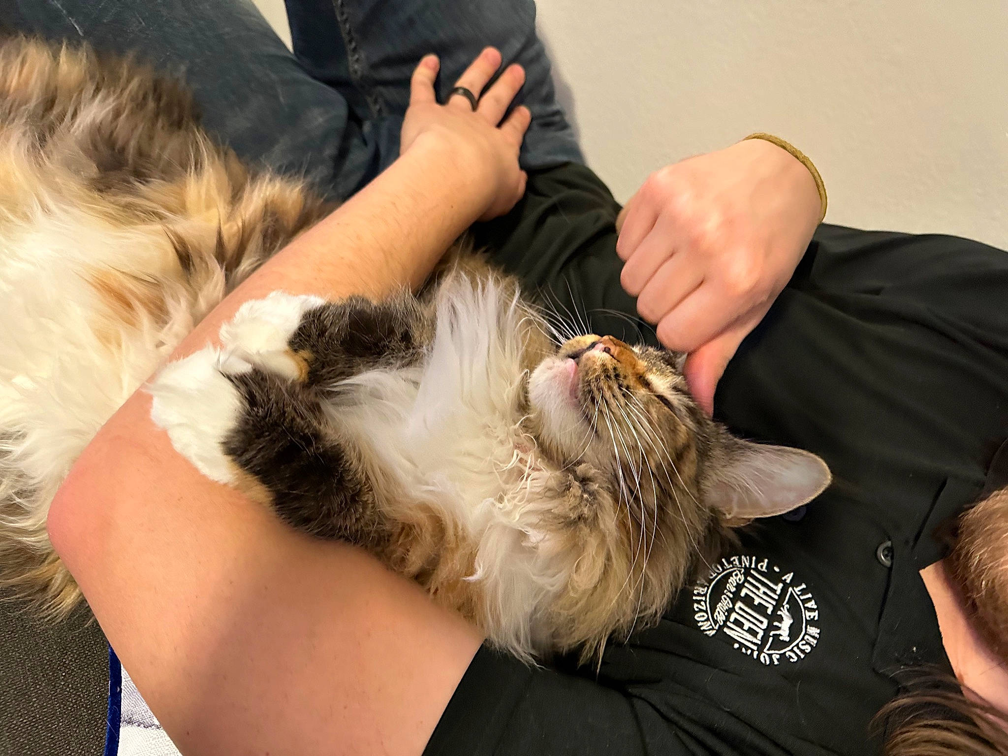 Chai is registered to the contest to win money with this photo: canidae, carnivore, claw, companion_dog, dog_breed, ear, elbow, felidae, finger, fur, gesture, hand, human_leg, long_hair, mammal, nail, small_to_medium_sized_cats, sporting_group, whiskers, wrist