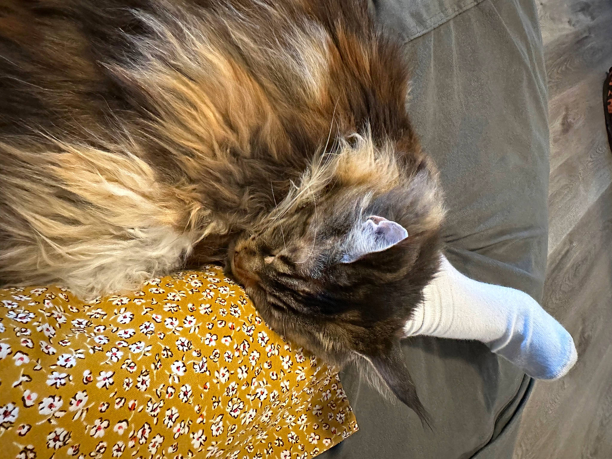 Chai joined the competition — help win amazing prizes! canidae, cat, claw, comfort, companion_dog, dog_breed, fashion_accessory, fawn, feather, felidae, fur, liver, natural_material, small_to_medium_sized_cats, tail, terrestrial_animal, whiskers, wing