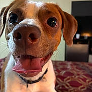 Happy is registered to the contest to win money with this photo: dog, close_up, tongue_out, happy, pet, indoor, brown_and_white, collar, bedspread, curious, canine, animal, furry, ears, snout, whiskers, companion, domestic, playful, cute