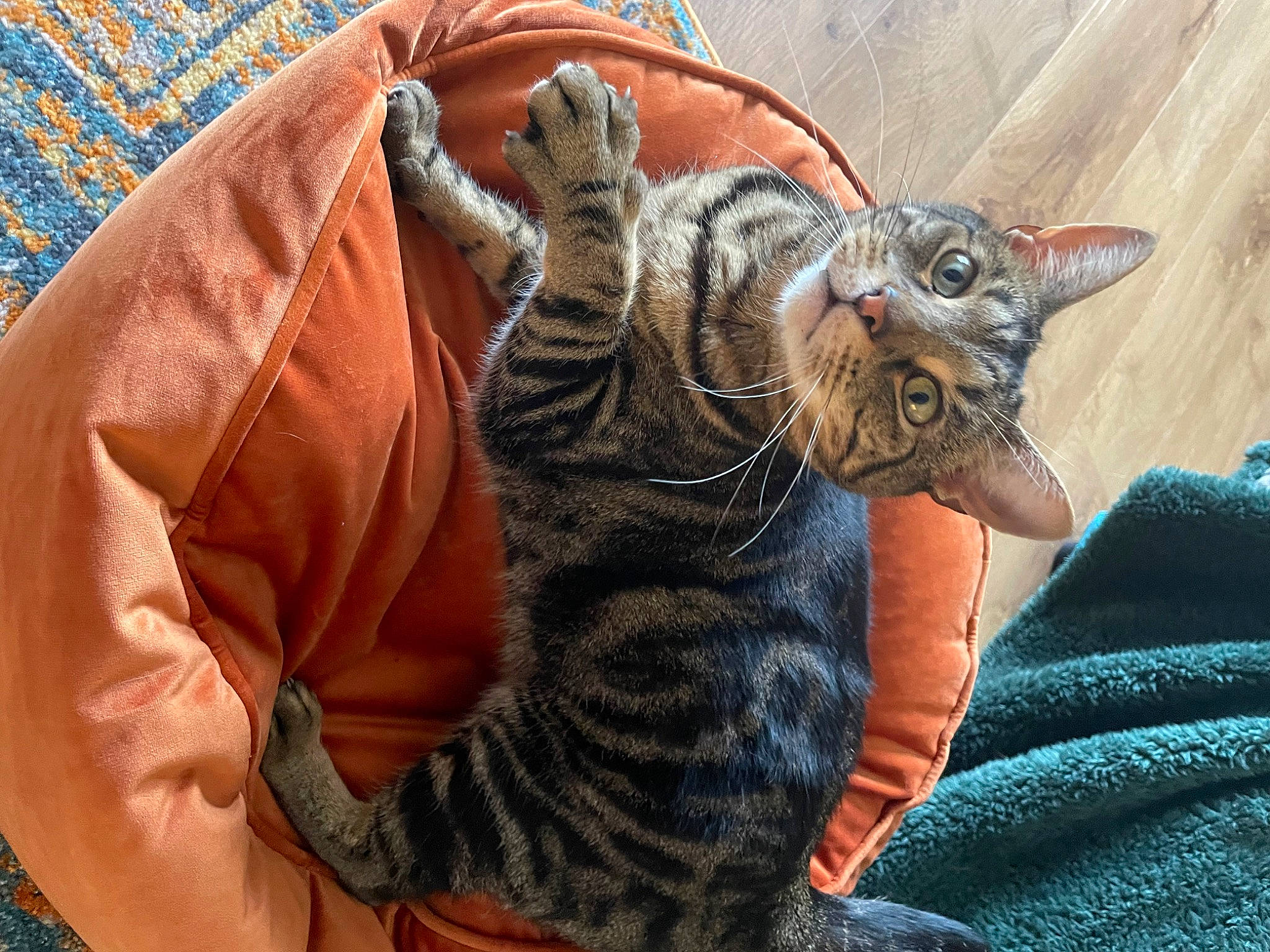 Teddy is registered to the contest to win money with this photo: carnivore, cat, claw, comfort, domestic_short_haired_cat, felidae, foot, fur, glasses, human_leg, nail, nap, pattern, paw, sitting, small_to_medium_sized_cats, snout, tail, terrestrial_animal, whiskers