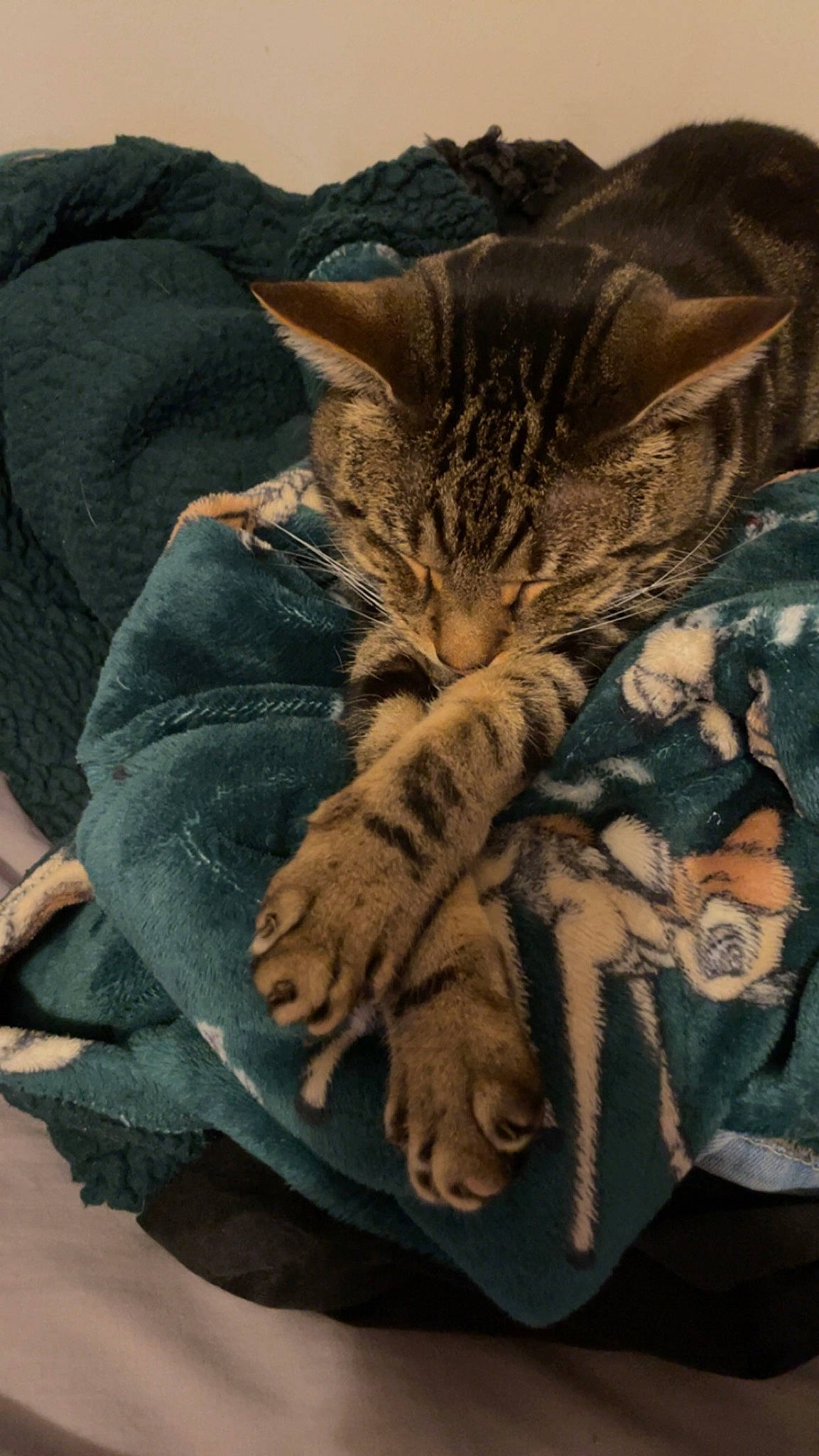 Teddy is registered to the contest to win money with this photo: camouflage, carnivore, cat, claw, comfort, domestic_short_haired_cat, felidae, fur, grey, hug, linens, military_camouflage, pattern, sleeve, small_to_medium_sized_cats, t_shirt, tail, terrestrial_animal, textile, whiskers