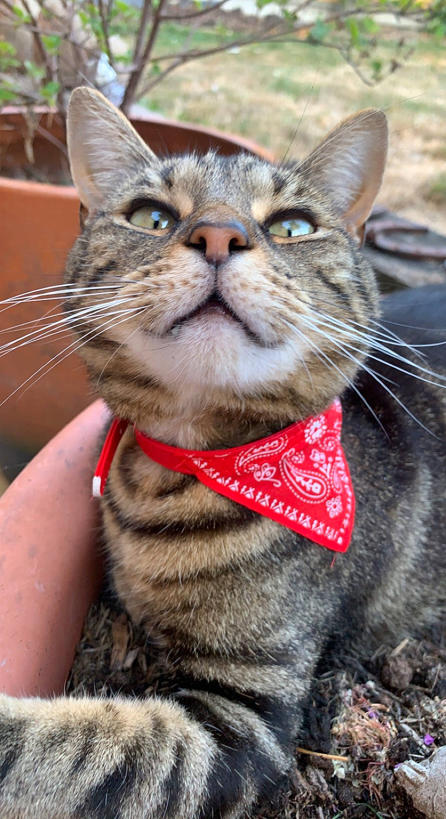 Teddy is registered to the contest to win money with this photo: carnivore, cat, close_up, collar, domestic_short_haired_cat, fawn, felidae, fur, grass, houseplant, iris, leash, plant, small_to_medium_sized_cats, snout, terrestrial_animal, tree, whiskers, wildlife