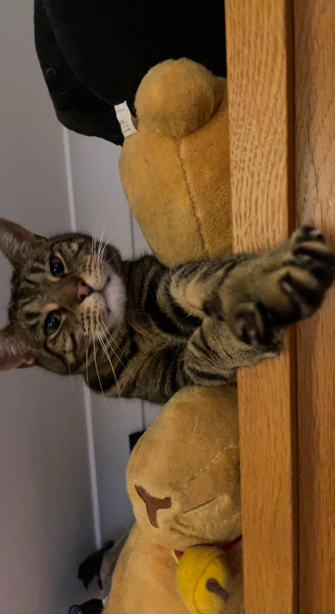 Teddy is registered to the contest to win money with this photo: art, artifact, carnivore, carving, cat, comfort, domestic_short_haired_cat, felidae, fur, paw, sculpture, small_to_medium_sized_cats, snout, statue, stuffed_toy, tail, toy, visual_arts, whiskers, wood