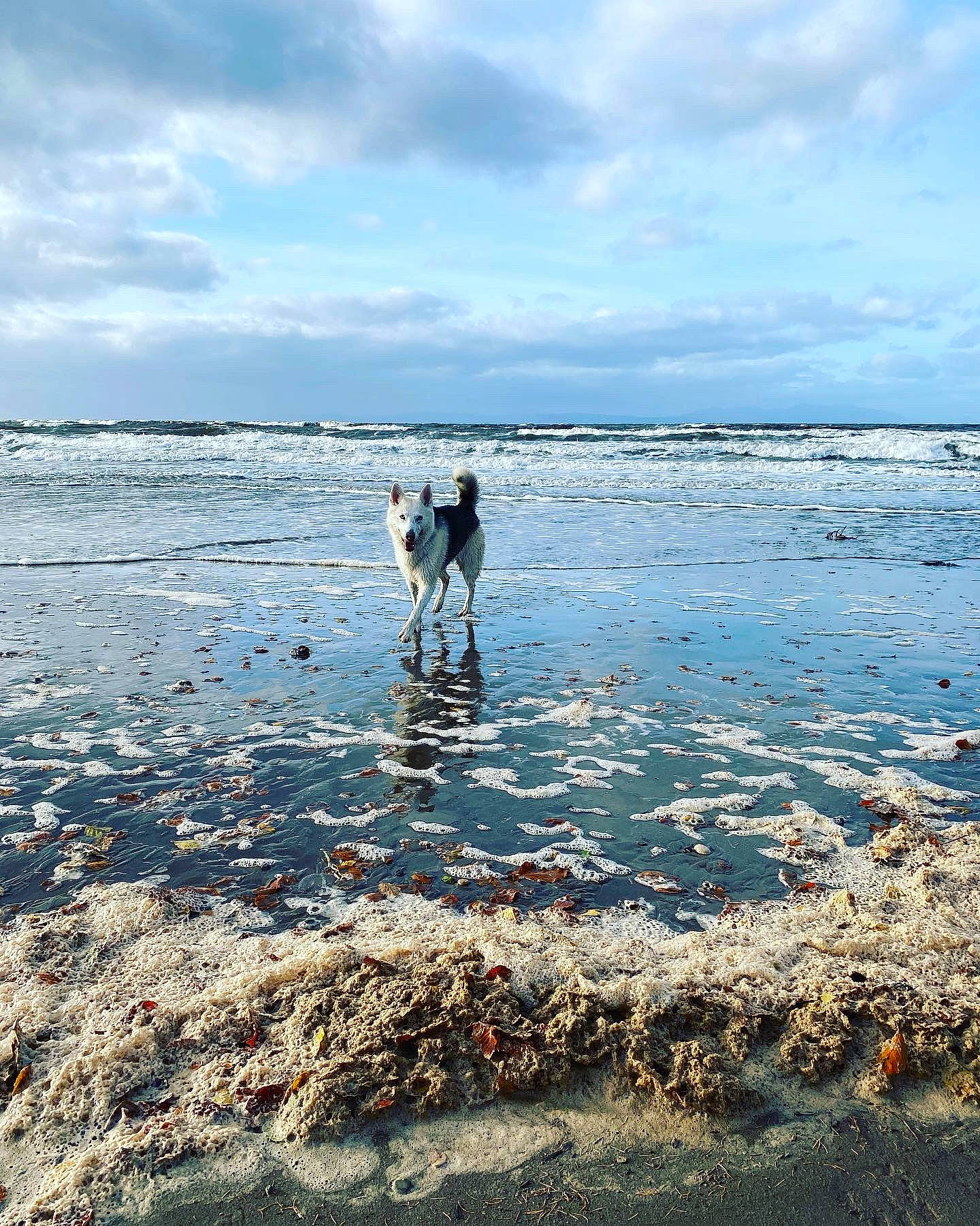 Myah joined the competition — help win amazing prizes! beach, carnivore, cloud, coastal_and_oceanic_landforms, dog, dog_breed, fluid, freezing, horizon, lake, landscape, liquid, natural_landscape, reflection, shore, sky, sporting_group, water, wind_wave, winter