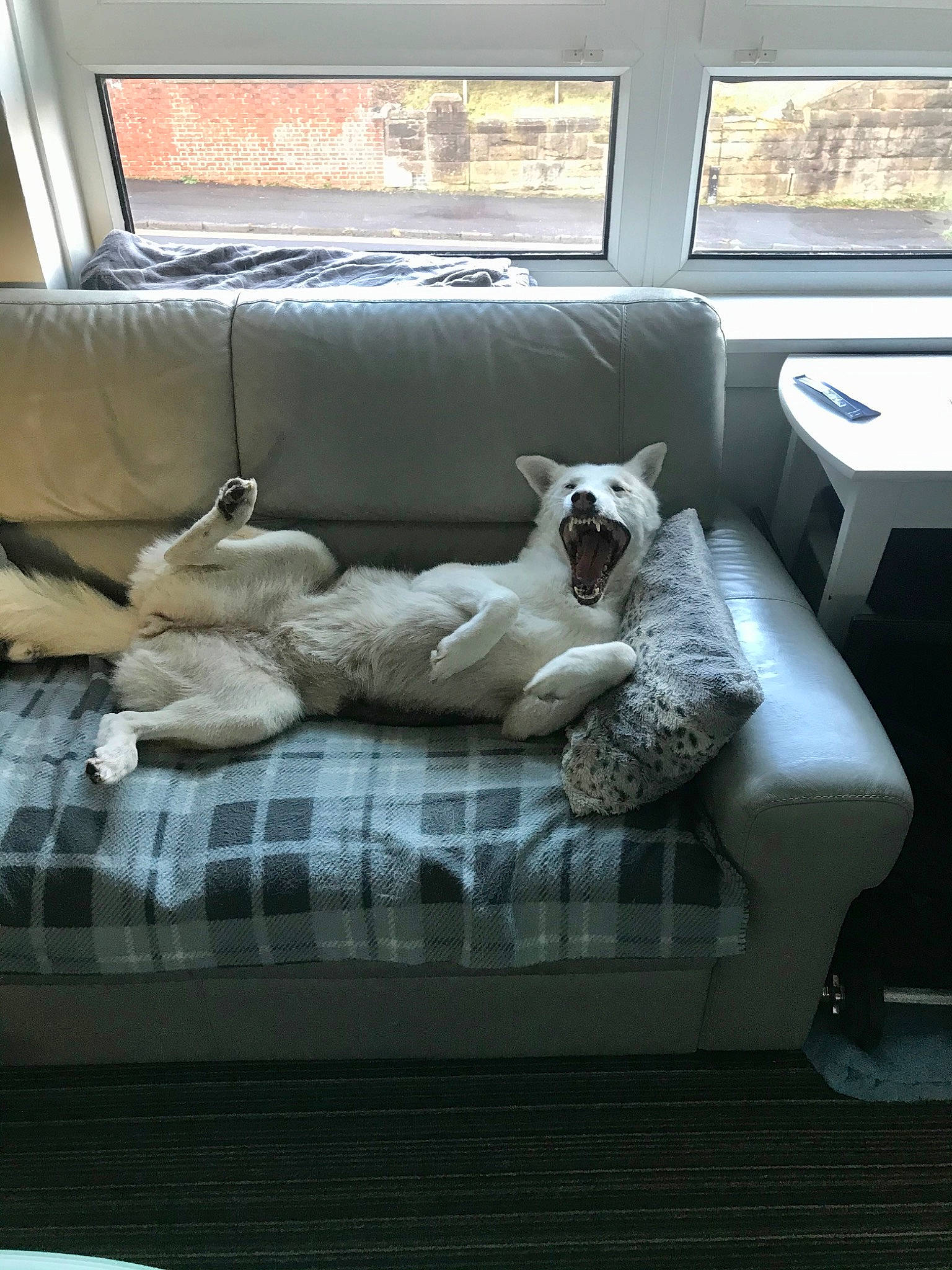 Myah joined the competition — help win amazing prizes! carnivore, chair, comfort, companion_dog, couch, dog, dog_breed, fawn, felidae, flooring, grey, interior_design, linens, living_room, mammal, small_to_medium_sized_cats, studio_couch, whiskers, window, wood