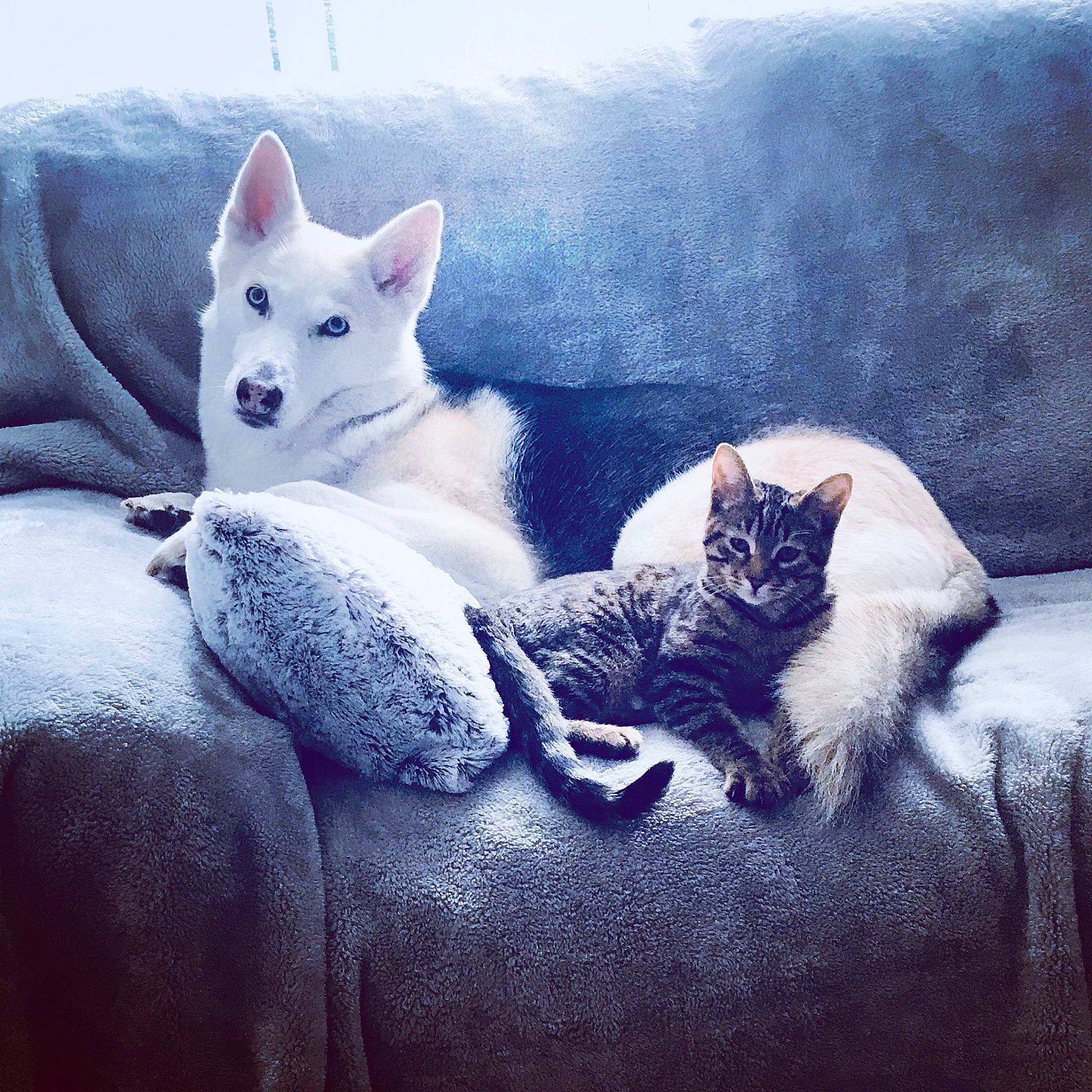 Myah joined the competition — help win amazing prizes! canidae, carnivore, cat, cloud, comfort, companion_dog, dog, dog_breed, felidae, fur, grey, paw, small_to_medium_sized_cats, snout, square, tail, tints_and_shades, vertebrate, whiskers, winter