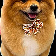 Peyton is registered to the contest to win money with this photo: dog, fluffy, bow_tie, happy, smiling, pet, cute, portrait, animal, furry, brown, white, sitting, studio, isolated, small_dog, pomeranian, festive, adorable, companion