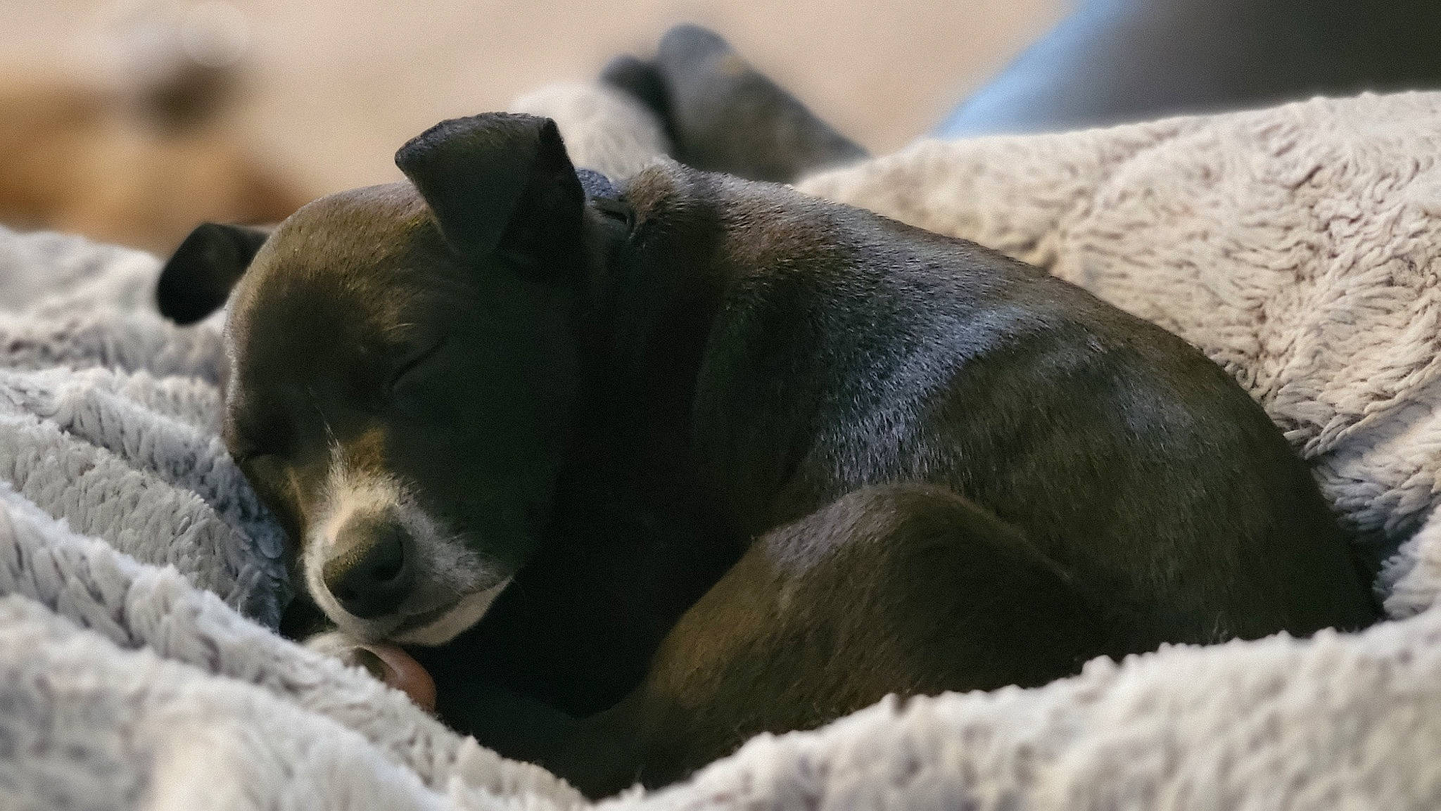 Beso joined the competition — help win amazing prizes! bored, carnivore, comfort, dog_breed, fur, natural_material, terrestrial_animal, whiskers, wildlife