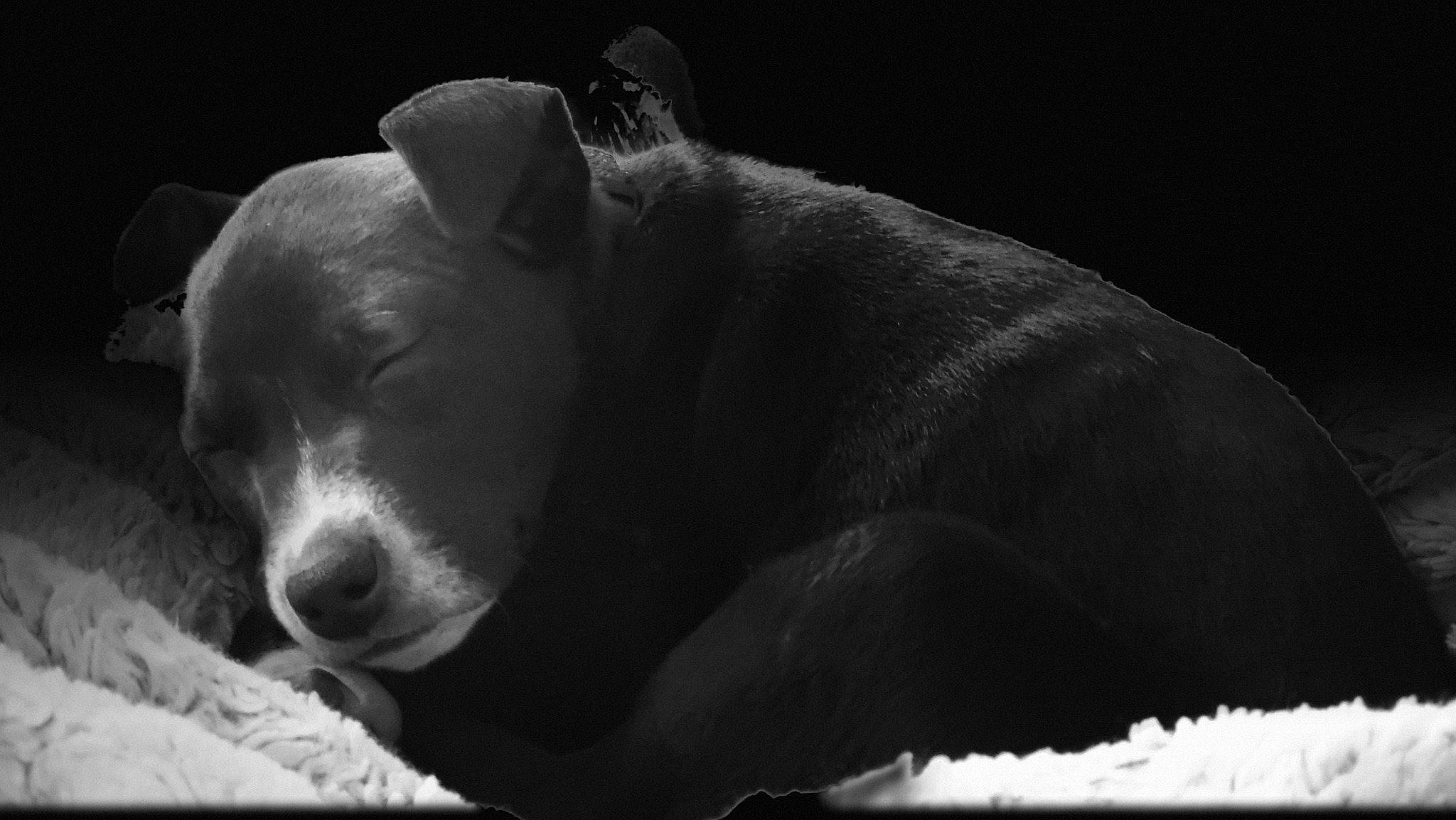 Beso joined the competition — help win amazing prizes! carnivore, darkness, eye, fur, grass, liquid, monochrome, monochrome_photography, snout, still_life_photography, terrestrial_animal, whiskers, wildlife