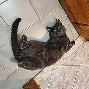 Schmokey is registered to the contest to win money with this photo: cat, gray_cat, lying_down, floor, tile_floor, green_eyes, pet, domestic_cat, indoor, relaxed, curious, feline, animal, fur, whiskers, tail, wood_floor, marble_tile, cute, playful