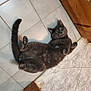 cat, gray_cat, lying_down, floor, tile_floor, green_eyes, pet, domestic_cat, indoor, relaxed, curious, feline, animal, fur, whiskers, tail, wood_floor, marble_tile, cute, playful