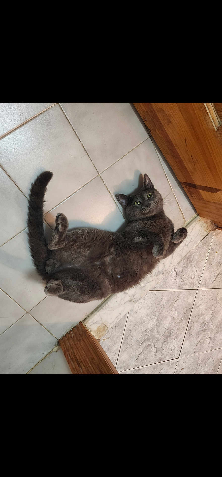 Schmokey is registered to the contest to win money with this photo: cat, gray_cat, lying_down, floor, tile_floor, green_eyes, pet, domestic_cat, indoor, relaxed, curious, feline, animal, fur, whiskers, tail, wood_floor, marble_tile, cute, playful