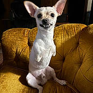 Biscuit is registered to the contest to win money with this photo: dog, small_dog, white_dog, grinning, sitting, couch, yellow_couch, indoor, vintage_furniture, warm_light, pet, animal, funny_expression, ears_up, fur, snout, paw, nose, tongue_hidden, room