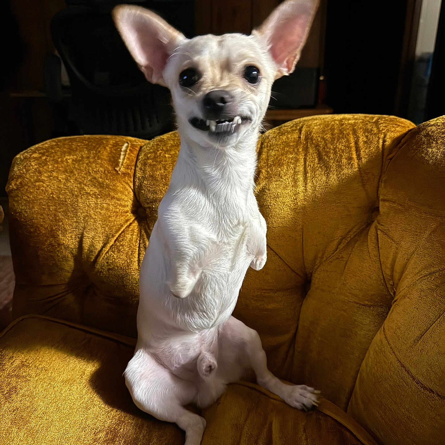 Biscuit is registered to the contest to win money with this photo: dog, small_dog, white_dog, grinning, sitting, couch, yellow_couch, indoor, vintage_furniture, warm_light, pet, animal, funny_expression, ears_up, fur, snout, paw, nose, tongue_hidden, room