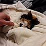 cat, calico_cat, sleeping, blanket, hand, cozy, fur, resting, indoor, comfort, pet, paw, white_blanket, soft, relaxation, animal, cute, feline, bed, warm