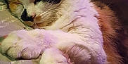 Princess joined the competition — help win amazing prizes! cat, calico, sleeping, paws, fluffy, closeup, indoor, blanket, pattern, resting, pet, fur, cozy, cute, animal, relaxation, whiskers, soft, comfort, napping