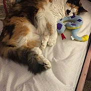 Princess joined the competition — help win amazing prizes! cat, calico, sleeping, bed, striped_sheet, plush_toy, snake_toy, pillow, patterned_pillow, furry, cozy, indoor, resting, pet, animal, cute, fluffy, home, relaxed, soft