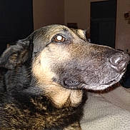 Justice is registered to the contest to win money with this photo: dog, close_up, pet, animal, indoor, fur, brown, black, canine, face, portrait, looking_away, domestic, muzzle, ears, snout, animal_portrait, household, companion, furry