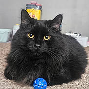 Midnight joined the competition — help win amazing prizes! cat, black_cat, pet, indoor, carpet, fluffy, yellow_eyes, blue_ball, toy, whiskers, fur, portrait, close_up, cute, feline, domestic_cat, curious, playful, sitting, gaze