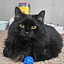 cat, black_cat, pet, indoor, carpet, fluffy, yellow_eyes, blue_ball, toy, whiskers, fur, portrait, close_up, cute, feline, domestic_cat, curious, playful, sitting, gaze