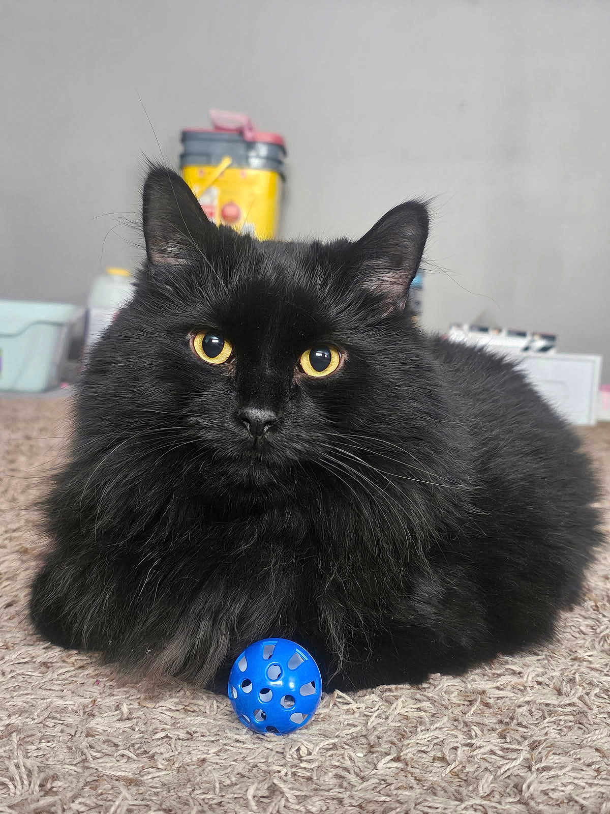 Midnight joined the competition — help win amazing prizes! cat, black_cat, pet, indoor, carpet, fluffy, yellow_eyes, blue_ball, toy, whiskers, fur, portrait, close_up, cute, feline, domestic_cat, curious, playful, sitting, gaze