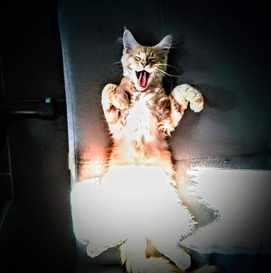 Snow a rejoint le concours — aidez-le/la à gagner de superbes lots ! carnivore, cat, cg_artwork, darkness, entertainment, event, felidae, fictional_character, flash_photography, formal_wear, fur, gesture, graphic_design, graphics, happy, heat, paw, small_to_medium_sized_cats, tail, whiskers