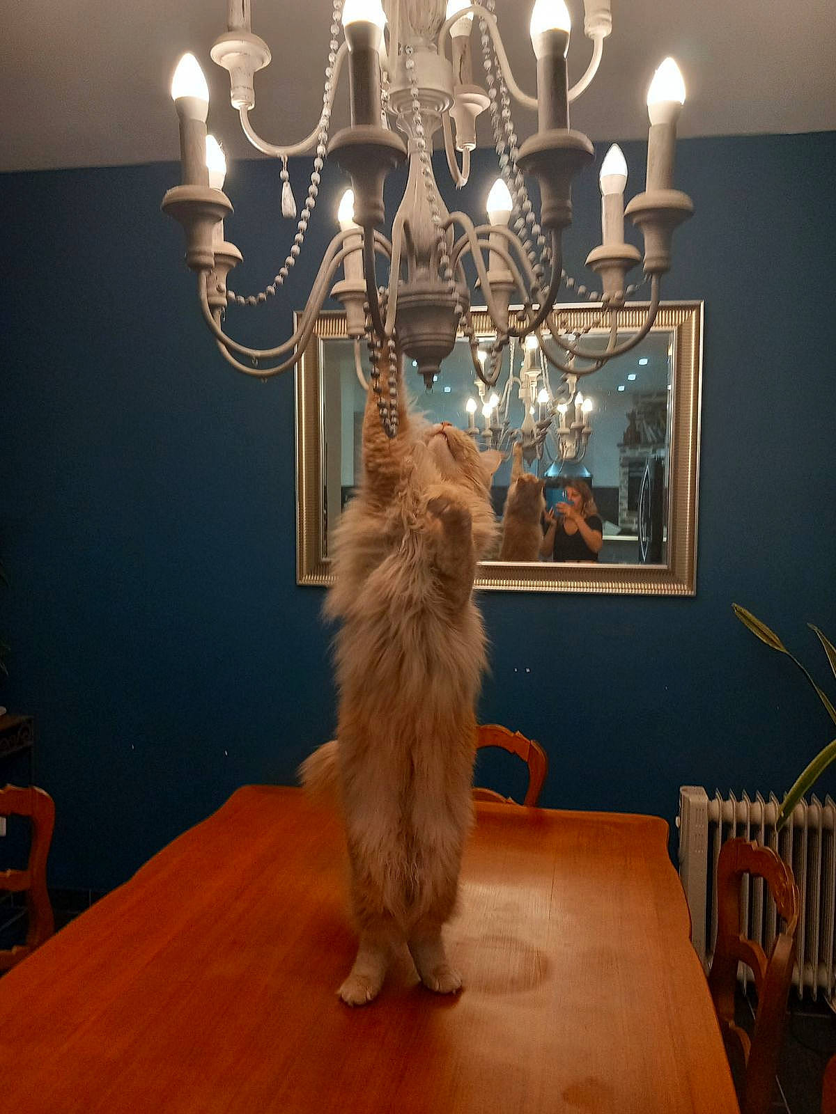 Snow participe au concours pour gagner de l'argent avec cette photo : carnivore, cat, chair, fawn, felidae, floor, flooring, fur, hardwood, interior_design, lamp, light, picture_frame, plant, small_to_medium_sized_cats, table, tail, whiskers, wood, wood_stain