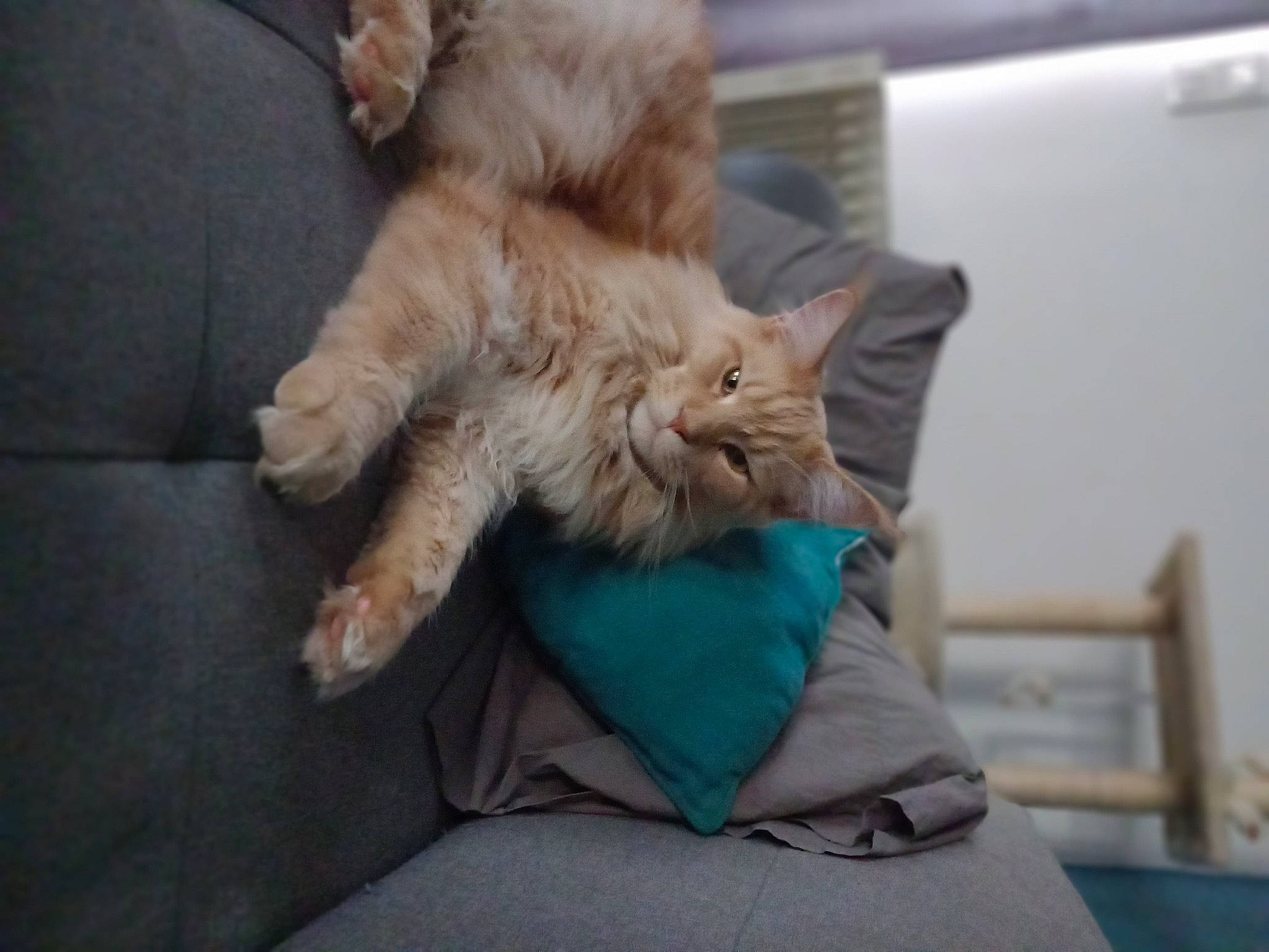 Snow a rejoint le concours — aidez-le/la à gagner de superbes lots ! carnivore, cat, chair, claw, comfort, companion_dog, domestic_short_haired_cat, fawn, felidae, fur, gesture, human_leg, nap, paw, sitting, small_to_medium_sized_cats, snout, tail, terrestrial_animal, whiskers