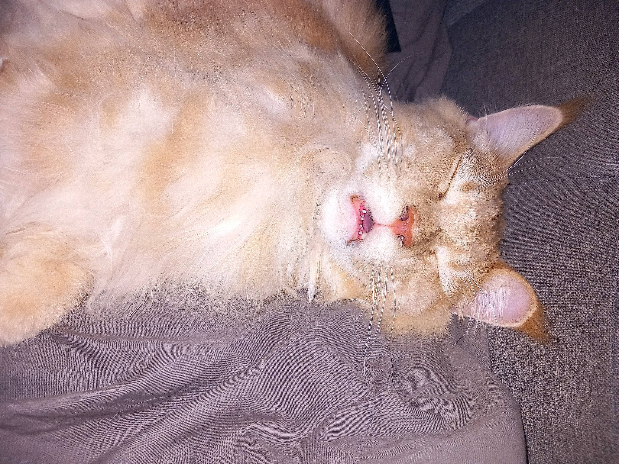 Snow participe au concours pour gagner de l'argent avec cette photo : carnivore, cat, claw, comfort, domestic_short_haired_cat, fawn, felidae, foot, fur, laperm, paw, small_to_medium_sized_cats, tail, terrestrial_animal, whiskers