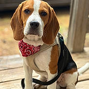 Presko a rejoint le concours — aidez-le/la à gagner de superbes lots ! dog, beagle, puppy, bandana, harness, leash, porch, wooden_floor, outdoor, pet, animal, sitting, ears, brown, white, black, cute, looking_at_camera, young, domestic_dog