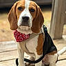 dog, beagle, puppy, bandana, harness, leash, porch, wooden_floor, outdoor, pet, animal, sitting, ears, brown, white, black, cute, looking_at_camera, young, domestic_dog