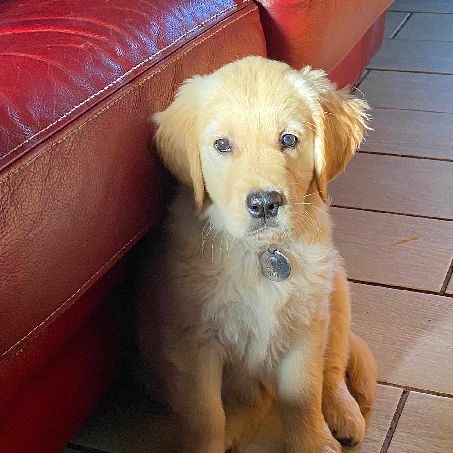 Aloha participe au concours pour gagner de l'argent avec cette photo : adorable, animal, collar, companion, cute, dog, domestic_animal, floor, fur, golden_retriever, indoor, leather, looking, pet, puppy, red_couch, sitting, tag, tile, young_dog