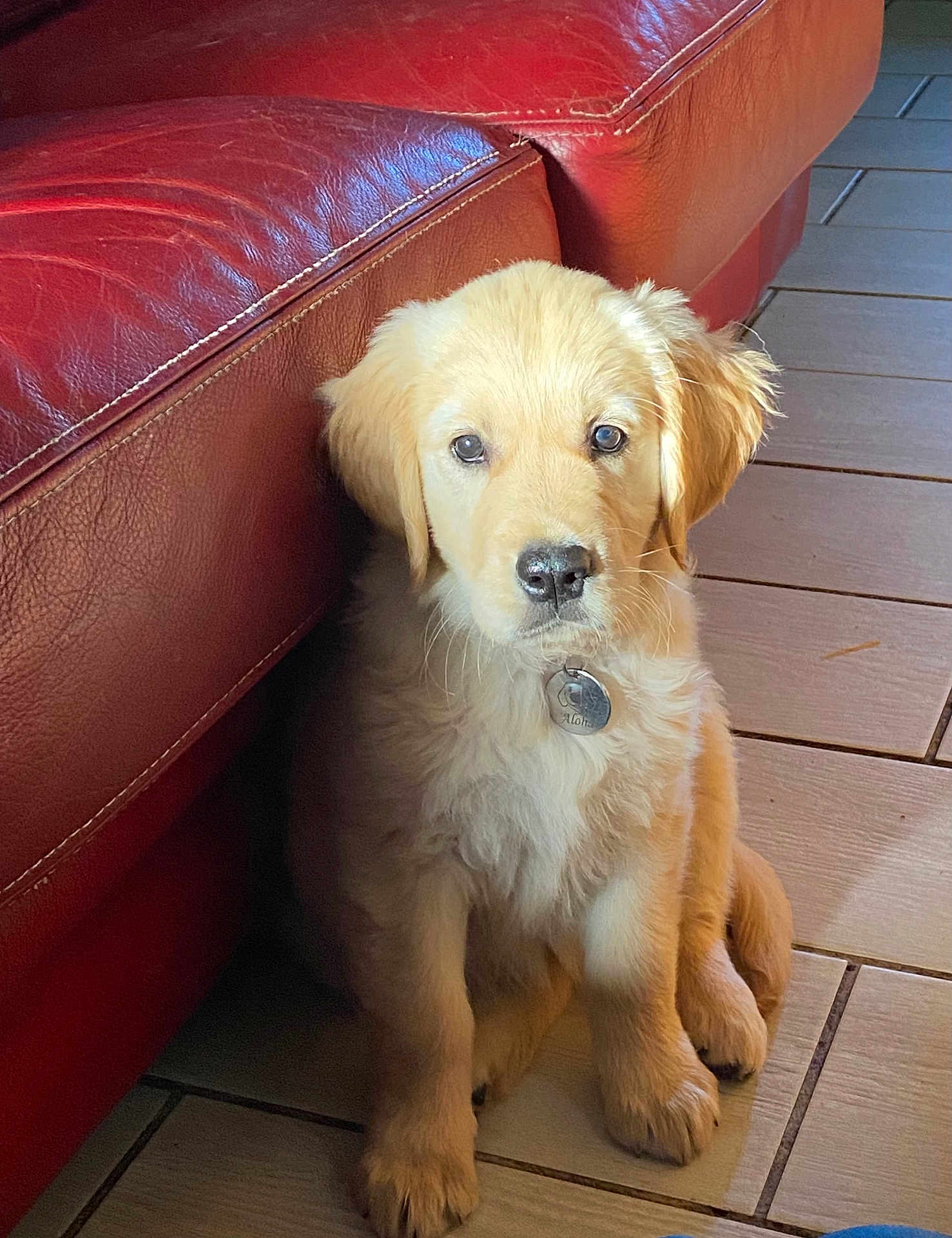 Aloha participe au concours pour gagner de l'argent avec cette photo : puppy, dog, golden_retriever, pet, indoor, floor, tile, red_couch, leather, sitting, cute, young_dog, fur, animal, looking, collar, tag, domestic_animal, companion, adorable