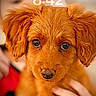 puppy, dog, close_up, brown_fur, cute, pet, hand, indoor, portrait, animal, young_dog, fluffy, eyes, face, holding, soft_background, digital_clock, time_overlay, date, focus