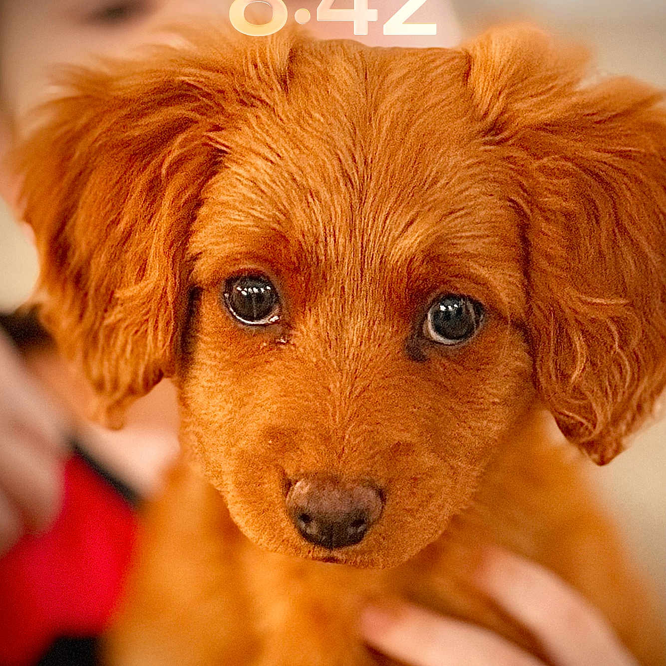 Rosie