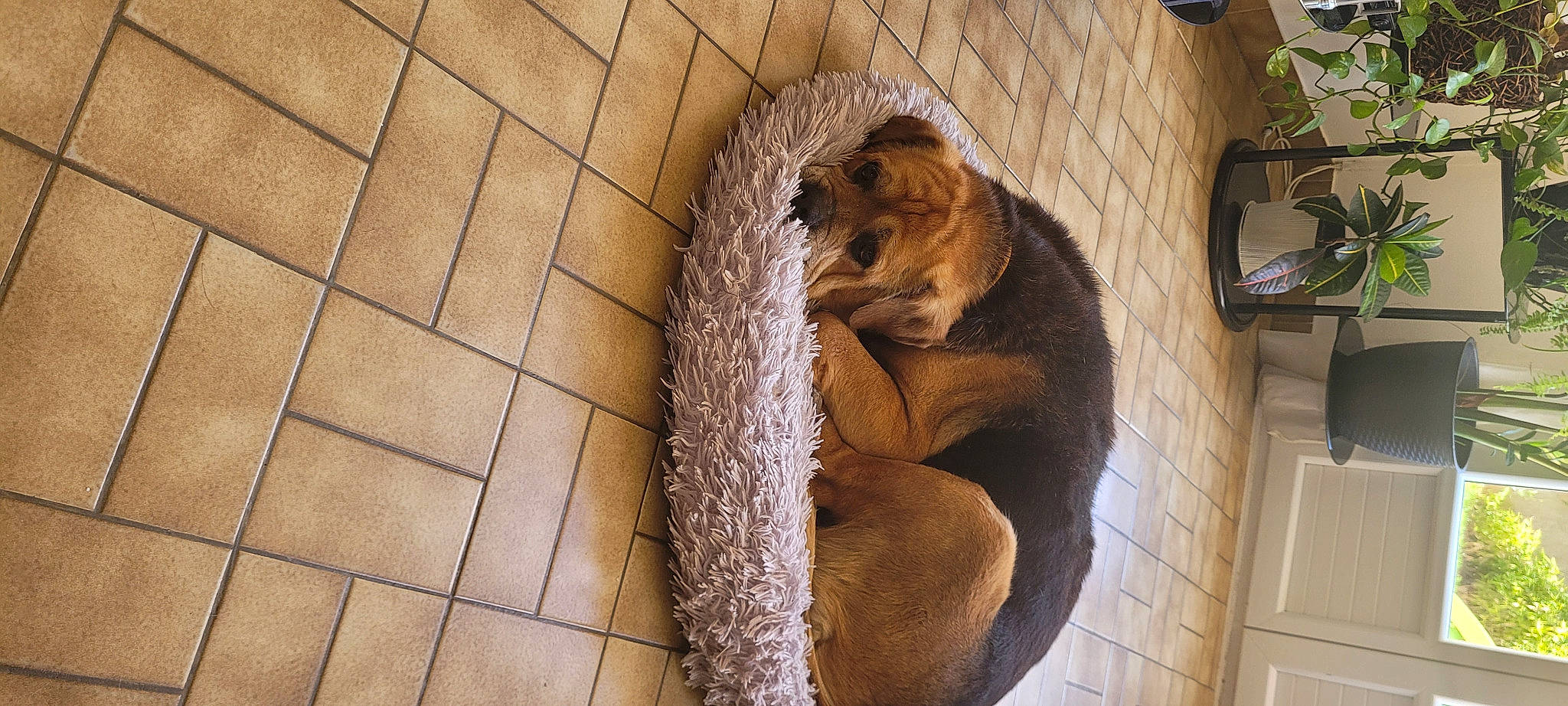 émet participe au concours pour gagner de l'argent avec cette photo : big_cats, carnivore, claw, companion_dog, dog_breed, fawn, felidae, flooring, fur, liver, mustelidae, otter, pet_supply, red_panda, small_to_medium_sized_cats, snout, tail, terrestrial_animal, whiskers, wood