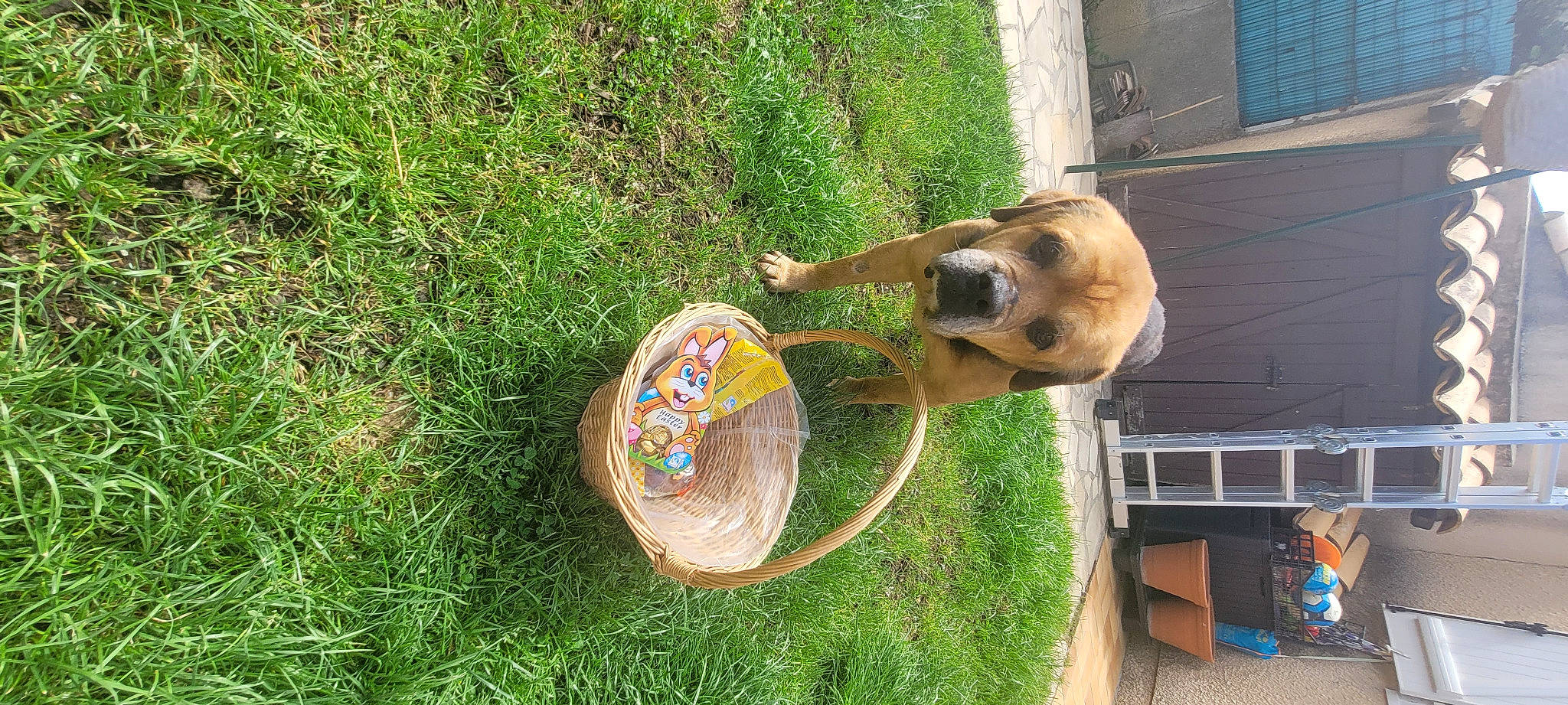 émet participe au concours pour gagner de l'argent avec cette photo : canidae, carnivore, circle, companion_dog, dog, dog_breed, fawn, grass, groundcover, hat, landscape, pet_supply, plant, soil, sporting_group, tree, wildlife, wood, working_animal