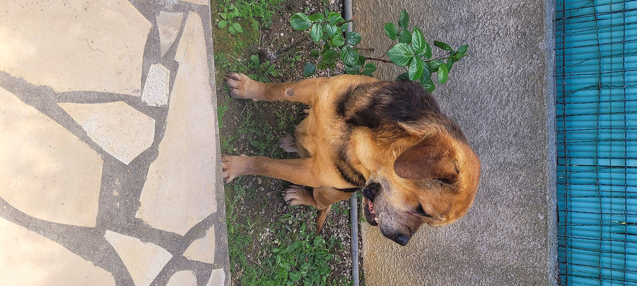 émet participe au concours pour gagner de l'argent avec cette photo : ancient_dog_breeds, canidae, carnivore, companion_dog, dog, dog_breed, fawn, flagstone, grass, guard_dog, paw, plant, snout, sporting_group, street_dog, tail, terrestrial_animal, working_dog