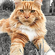 Rusty a rejoint le concours — aidez-le/la à gagner de superbes lots ! abyssinian, animal, architecture, brick, building, cat, countryside, field, grass, grassland, kitten, lawn, manx, nature, outdoors, pet, plant, shelter, straw, wood