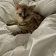 Naïma Bahij participe au concours pour gagner de l'argent avec cette photo : cat, feline, pet, animal, spotted, striped, whiskers, ears, paws, blanket, white, cozy, indoor, resting, cute, fur, mammal, portrait, relaxed, bed