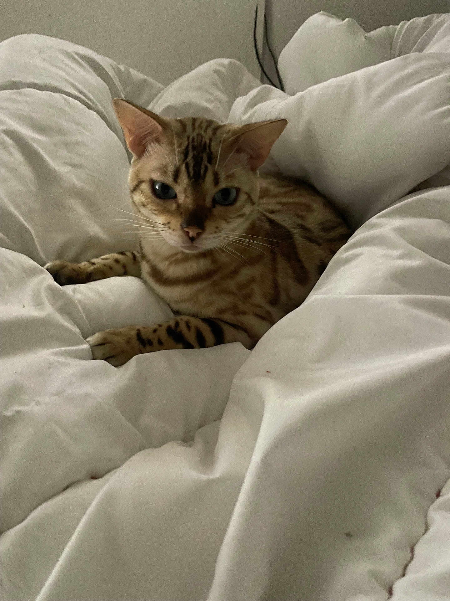 Naïma Bahij participe au concours pour gagner de l'argent avec cette photo : cat, feline, pet, animal, spotted, striped, whiskers, ears, paws, blanket, white, cozy, indoor, resting, cute, fur, mammal, portrait, relaxed, bed