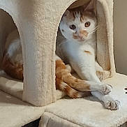 Alpha a rejoint le concours — aidez-le/la à gagner de superbes lots ! cat, cat_tree, orange_and_white_cat, pet, animal, feline, indoor, cozy, stretching, resting, paw, fur, cute, curious, home, relaxed, soft_texture, animal_house, mammal, domestic_cat