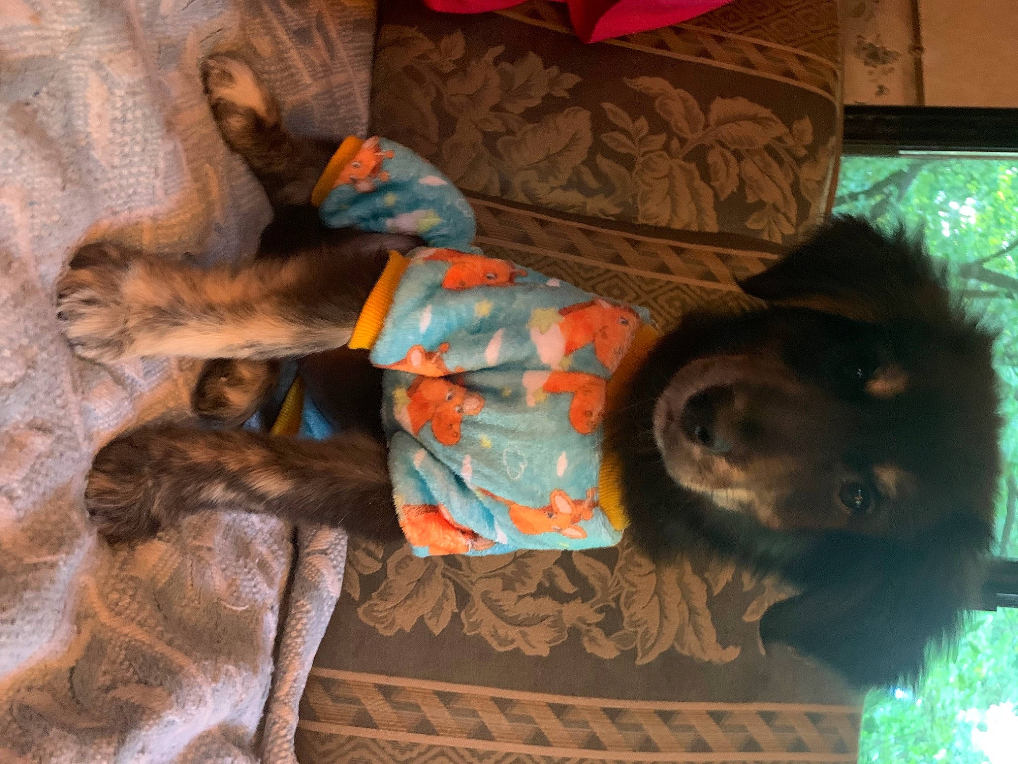 Olly joined the competition — help win amazing prizes! brown, carnivore, cat, comfort, companion_dog, couch, dog, dog_breed, fawn, fur, linens, mammal, plant, room, sporting_group, tints_and_shades, tree, vertebrate, wood, working_animal