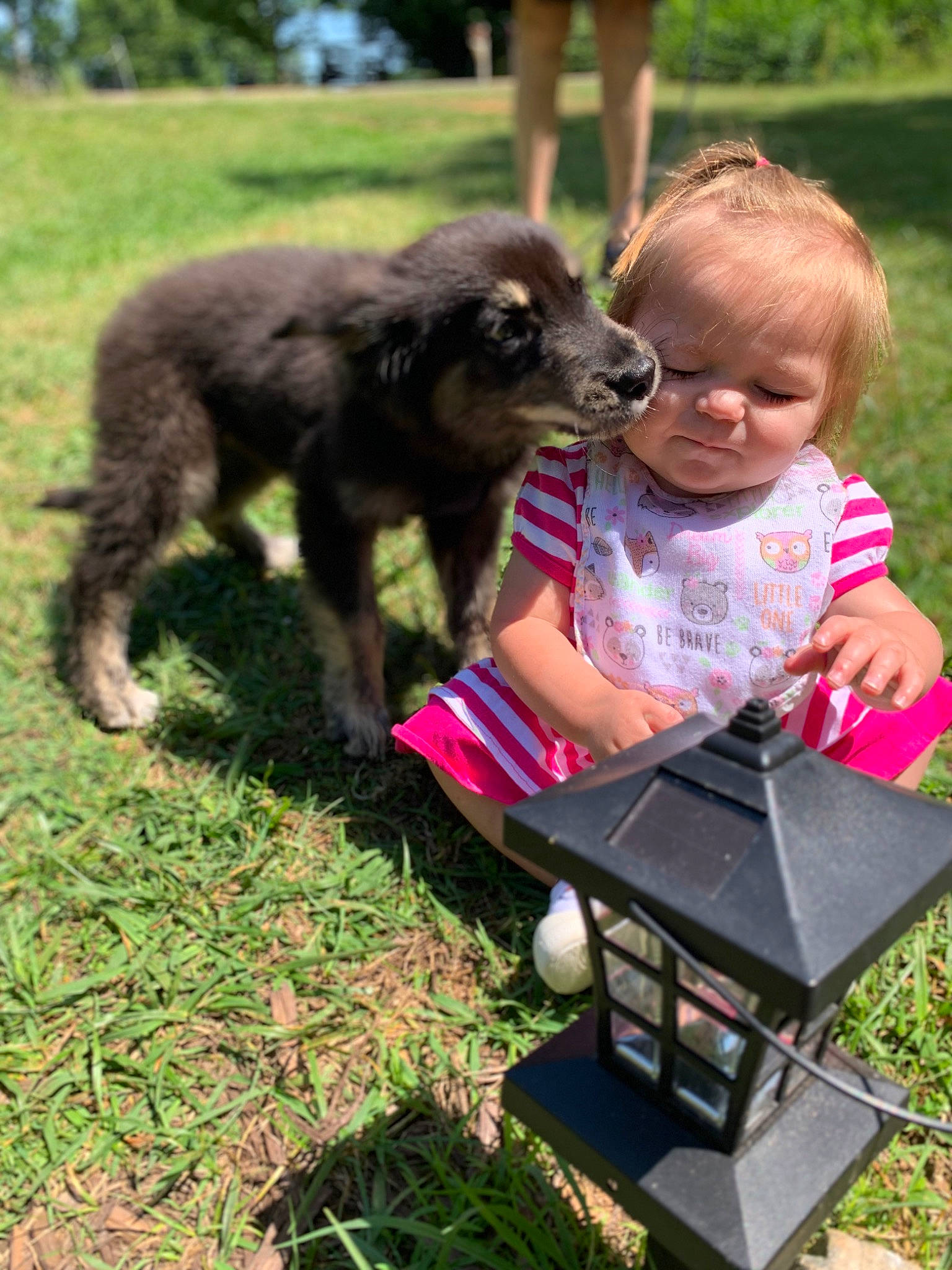 Olly joined the competition — help win amazing prizes! baby, baby_toddler_clothing, canidae, carnivore, child, companion_dog, dog, dog_breed, fun, garden, grass, happy, leisure, plant, play, recreation, sharing, sporting_group, toddler, working_dog