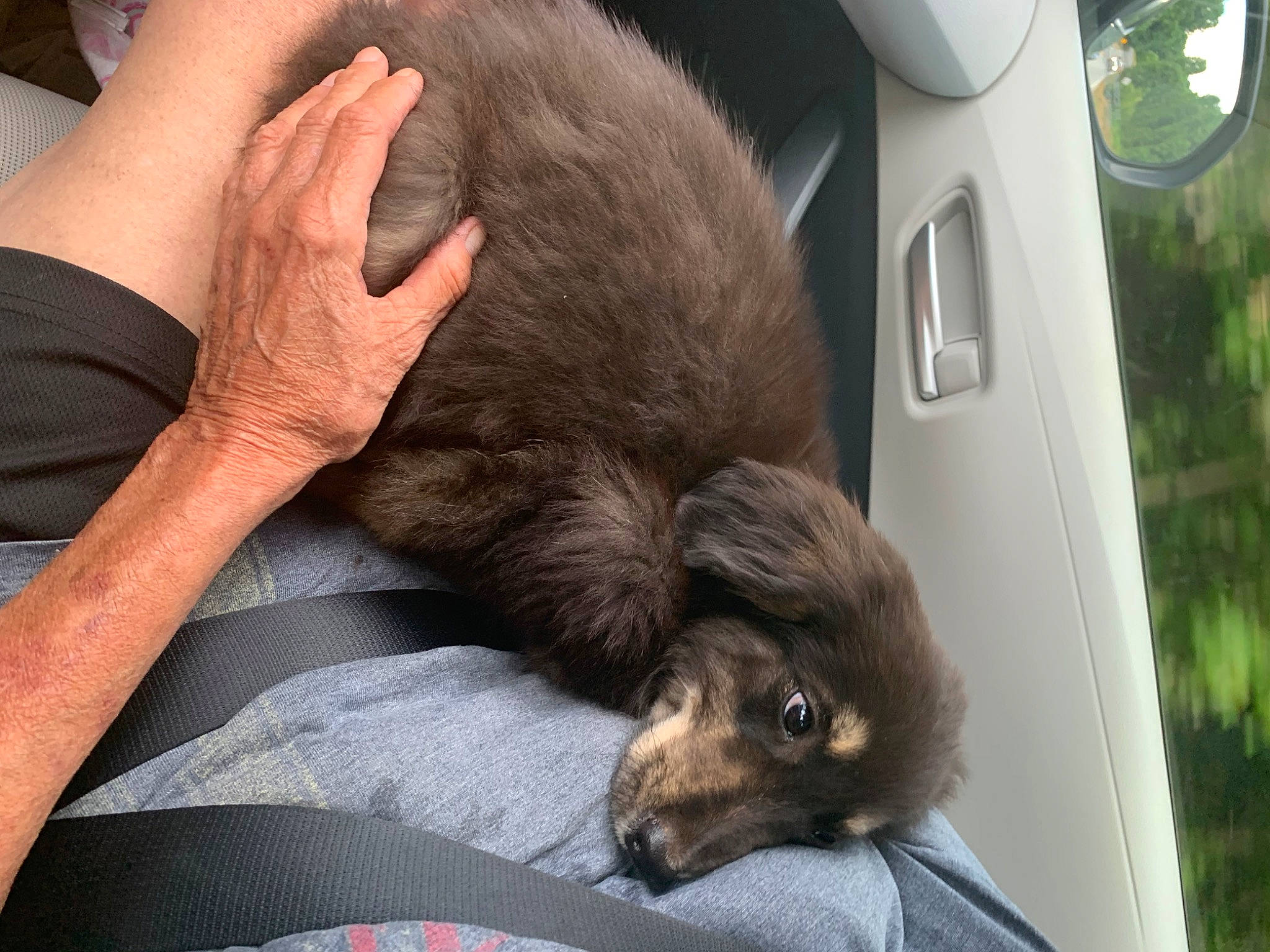 Olly joined the competition — help win amazing prizes! carnivore, cat, claw, comfort, companion_dog, dog_breed, domestic_short_haired_cat, felidae, fur, gesture, liver, nap, paw, plaid, small_to_medium_sized_cats, tartan, terrestrial_animal, vehicle_door, whiskers