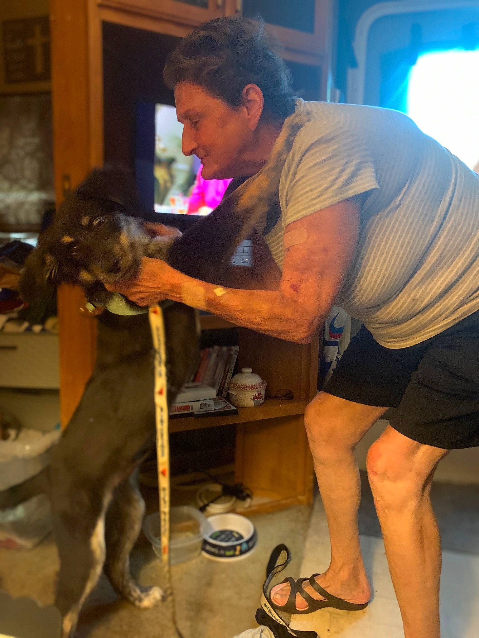 Olly joined the competition — help win amazing prizes! calf, carnivore, collar, companion_dog, dog, dog_breed, elbow, fawn, flip_flops, flooring, foot, human_leg, knee, sandal, shorts, snout, sporting_group, t_shirt, thigh, working_animal